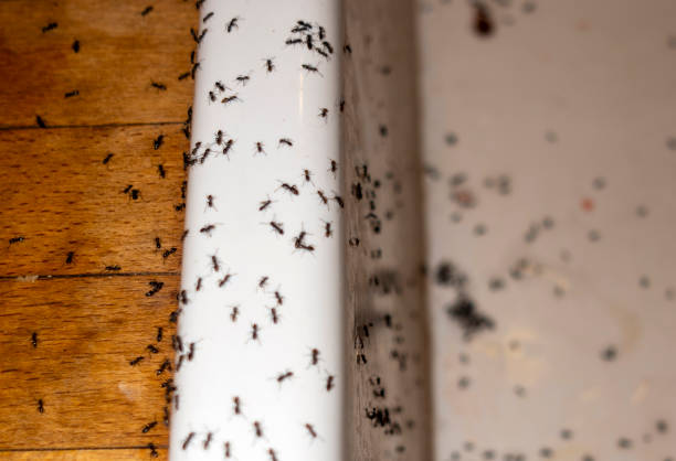 Best Pest Prevention Services  in Oak Ridge, NC